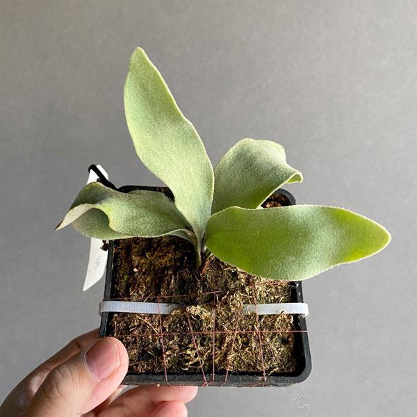 【値下げ中】 観葉植物/ビカクシダ(コウモリラン):ベイチー(無貯水葉)ポット苗 ザ・ファームセレクト 【XU1393315614】 (48972円)