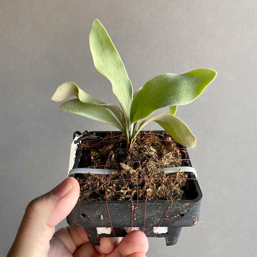 【値下げ中】 観葉植物/ビカクシダ(コウモリラン):ベイチー(無貯水葉)ポット苗 ザ・ファームセレクト 【XU1393315614】 (48972円)