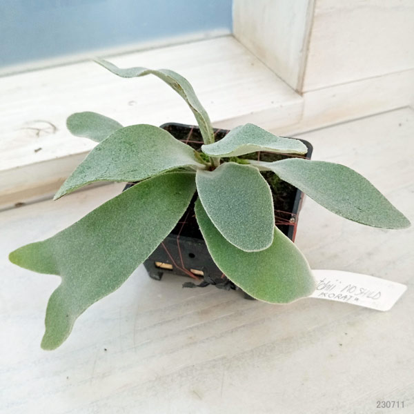 【値下げ中】 観葉植物/ビカクシダ(コウモリラン):ベイチー(無貯水葉)ポット苗 ザ・ファームセレクト 【XU1393315614】 (48972円)