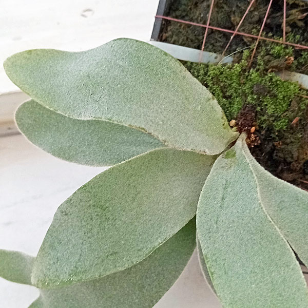 【値下げ中】 観葉植物/ビカクシダ（コウモリラン）：ベイチー（無貯水葉）ポット苗 ザ・ファームセレクト 【XU1393315614】(48972円)