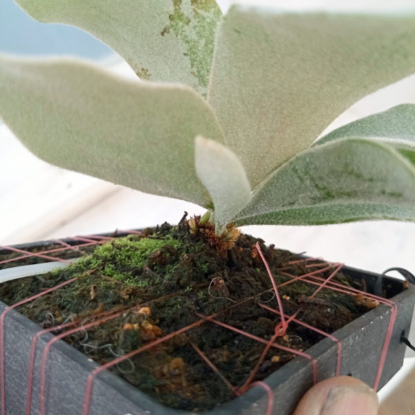 【値下げ中】 観葉植物/ビカクシダ(コウモリラン):ベイチー(無貯水葉)ポット苗 ザ・ファームセレクト 【XU1393315614】 (48972円)