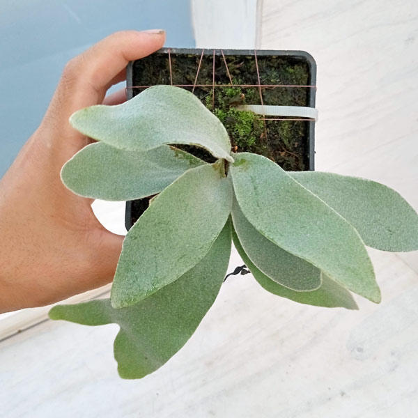 【値下げ中】 観葉植物/ビカクシダ(コウモリラン):ベイチー(無貯水葉)ポット苗 ザ・ファームセレクト 【XU1393315614】 (48972円)