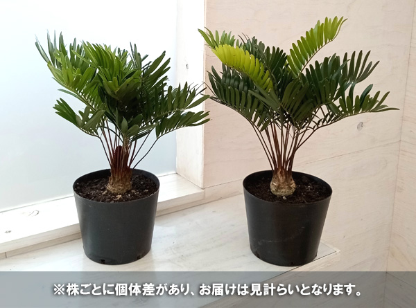 ザミア 観葉植物（花、ガーデニング）の商品一覧 通販 - Yahoo 