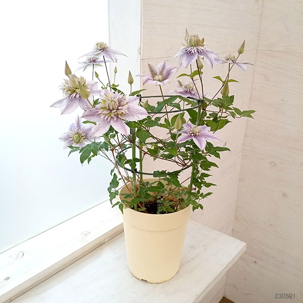 ミモザ（生花） | 花、ガーデニング のおすすめ人気商品一覧 通販