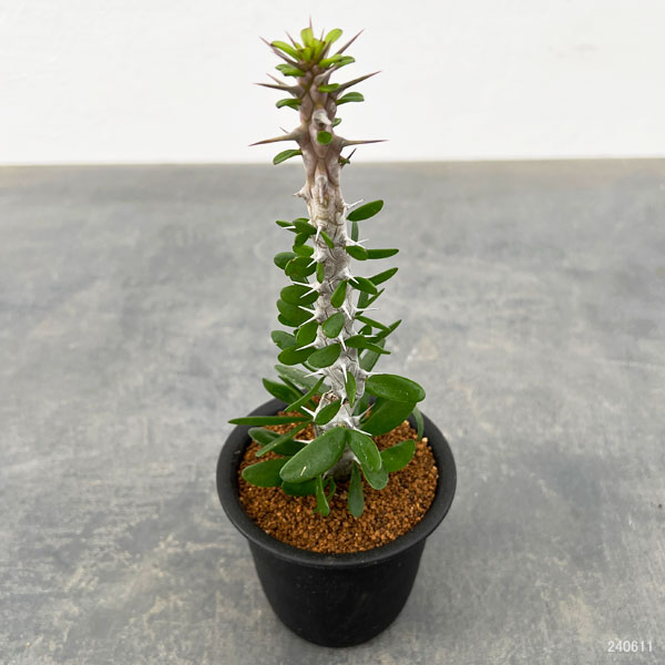観葉植物 アローディア プロセラ 亜竜木 3号鉢 : 園芸ネット - 通販 