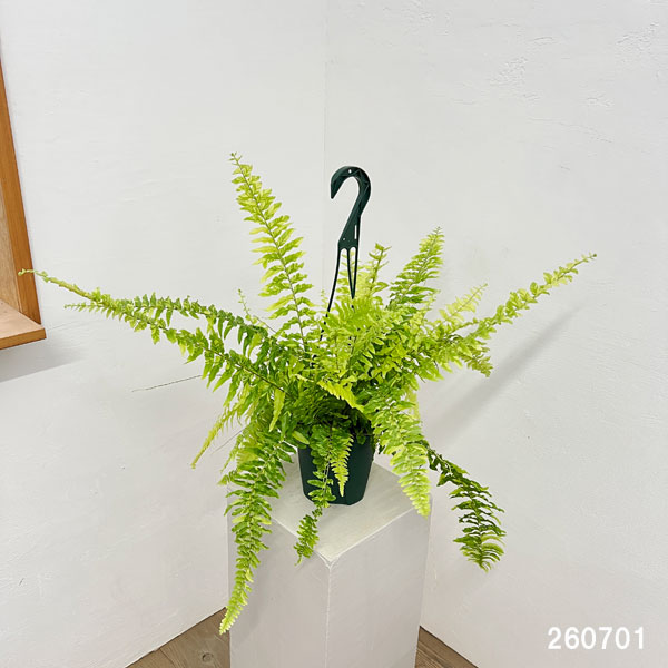 観葉植物 ネフロレピス タイガー 5号吊り鉢の詳細画像1