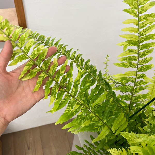 観葉植物 ネフロレピス タイガー 5号吊り鉢の詳細画像2