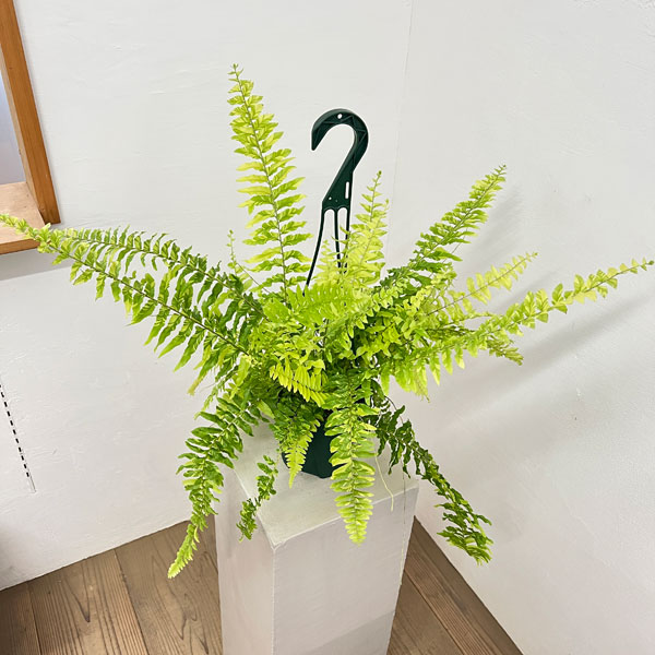 観葉植物 ネフロレピス タイガー 5号吊り鉢の詳細画像3