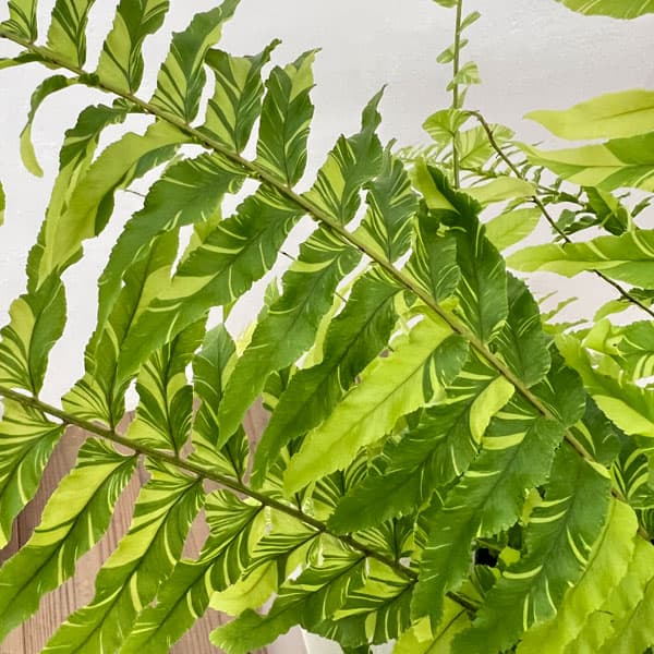 観葉植物 ネフロレピス タイガー 5号吊り鉢の詳細画像4