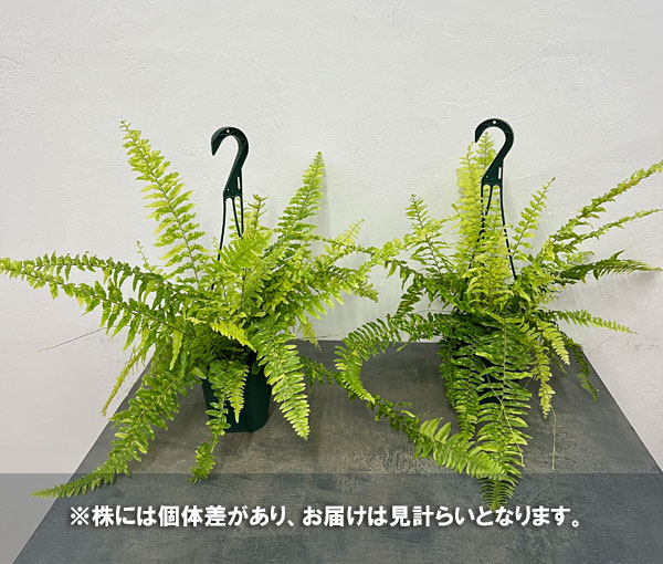 観葉植物 ネフロレピス タイガー 5号吊り鉢の詳細画像5