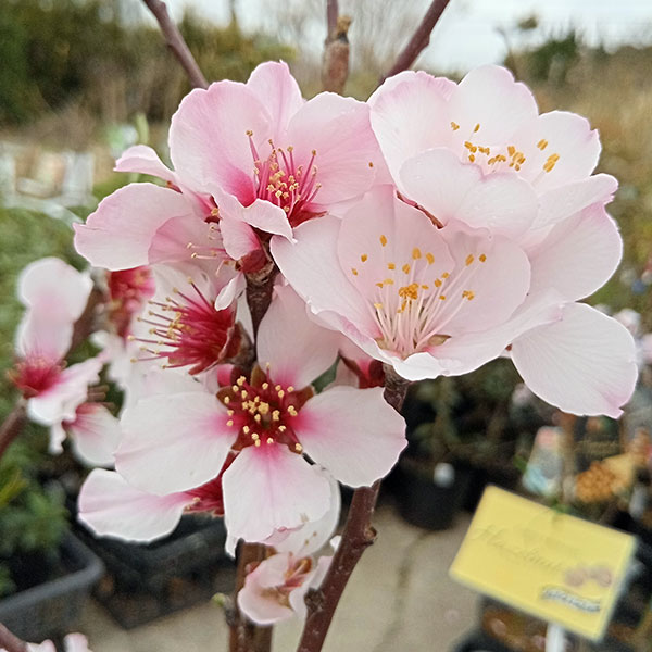 果樹の苗 アーモンド4〜5号ポット |  | 03