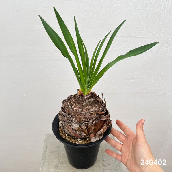 観葉植物 ブーファン ディスティチャ 5号23-01 : 園芸ネット - 通販