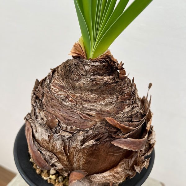 観葉植物 棚卸セール ブーファン ディスティチャ 5号23-01 : 園芸