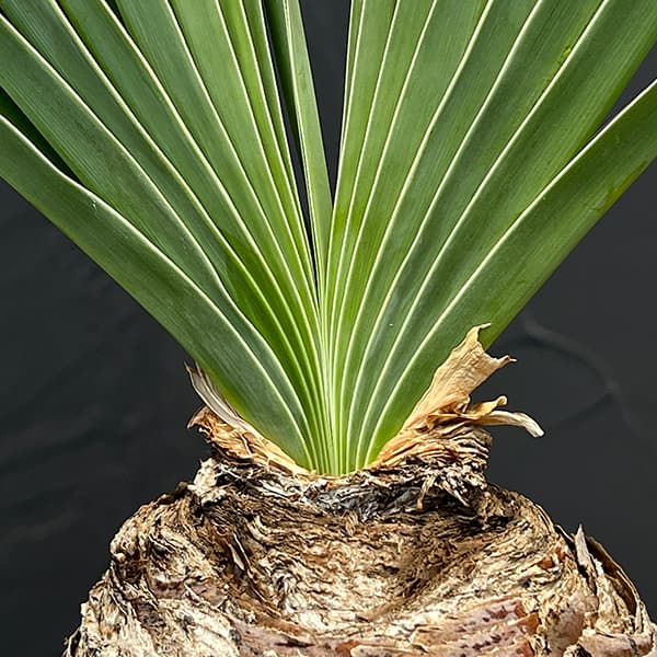 観葉植物 ブーファン ディスティチャ 5号23-01 : 園芸ネット - 通販
