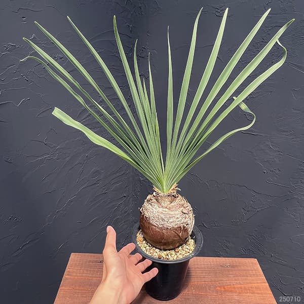 観葉植物 ブーファン ディスティチャ 5号23-01 : 園芸ネット - 通販
