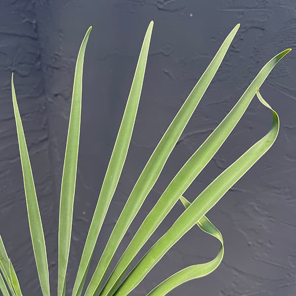 観葉植物 棚卸セール ブーファン ディスティチャ 5号23-01 : 園芸