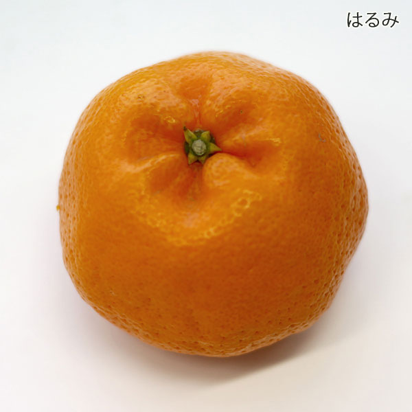 果樹の苗/はるみ4〜5号ポット｜engei｜04