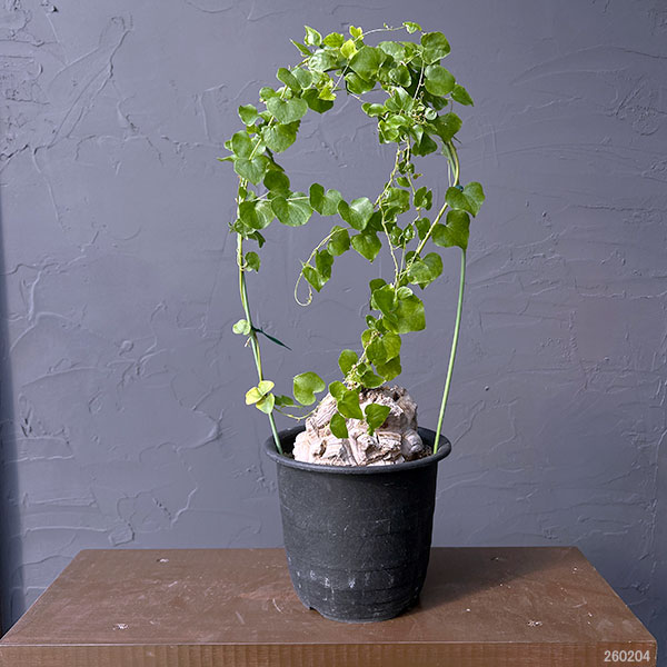 観葉植物 ディオスコレア(亀甲竜)6号23-01の詳細画像1