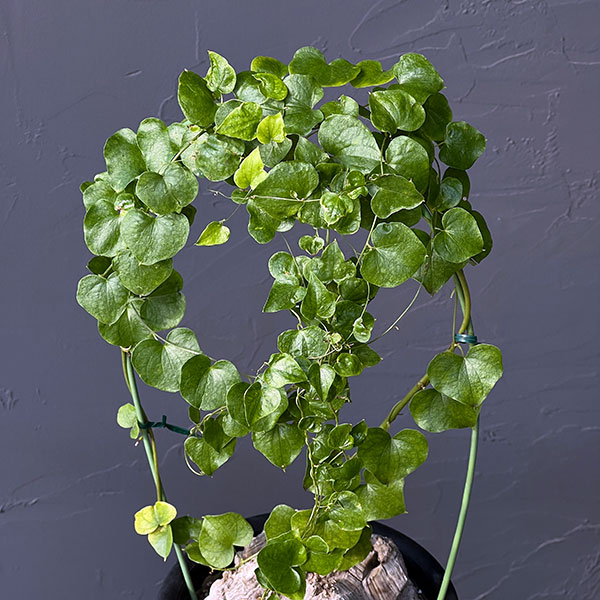 観葉植物 ディオスコレア(亀甲竜)6号23-01の詳細画像2