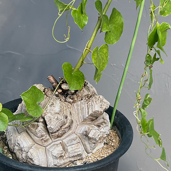 観葉植物 ディオスコレア(亀甲竜)6号23-01の詳細画像3