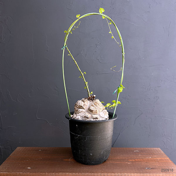 観葉植物 ディオスコレア(亀甲竜)6号23-01の詳細画像4