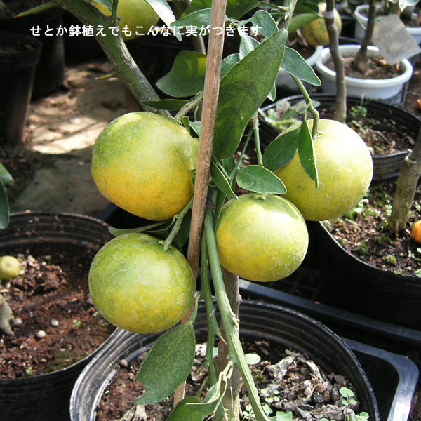 果樹の苗/せとか4〜5号ポット : 園芸ネット - 通販 - Yahoo 果樹の苗/せとか4〜5号ポット : 園芸ネット - 通販 - Yahoo