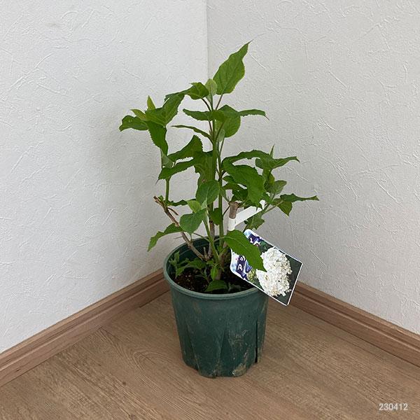花木 庭木の苗/アジサイ（アメリカ）：アナベル6号ポット｜engei｜02
