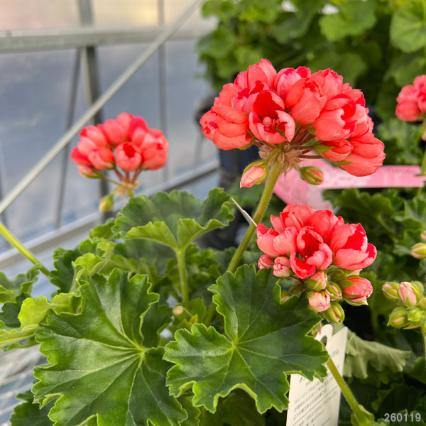 ゼラニウム（花、ガーデニング）のおすすめ人気商品一覧 通販 - Yahoo