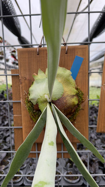 観葉植物 ビカクシダ(コウモリラン) ベイチー...の詳細画像1