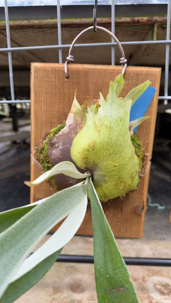 観葉植物 ビカクシダ(コウモリラン) ベイチー...の詳細画像2