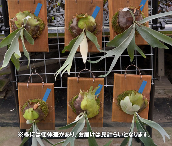 観葉植物 ビカクシダ(コウモリラン) ベイチー...の詳細画像4