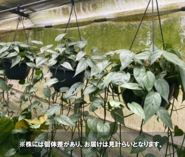 観葉植物/エピプレムヌム：セブブルー　8号吊り鉢｜engei｜06