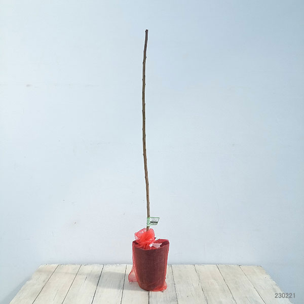 果樹の苗 ウメ(梅) 和郷(わごう)5号ポットの詳細画像1