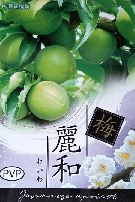 果樹の苗/ウメ（梅）：麗和（れいわ）4〜5号ポット｜engei｜06