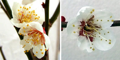 果樹の苗 ウメ(梅) 和郷(わごう)5号ポットの詳細画像3