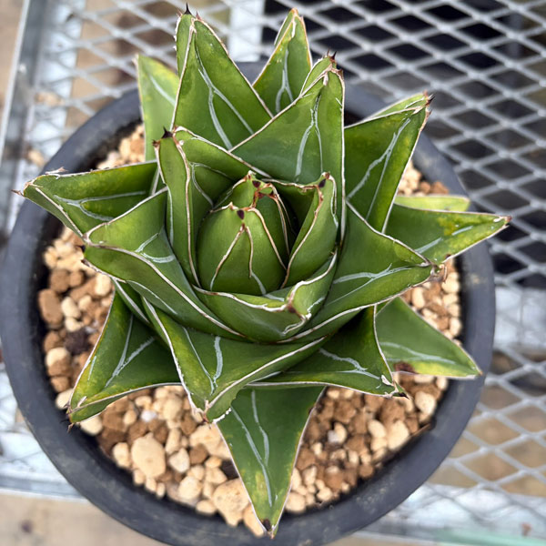 アガベ 笹の雪のおすすめ人気商品一覧 通販 - Yahoo!ショッピング