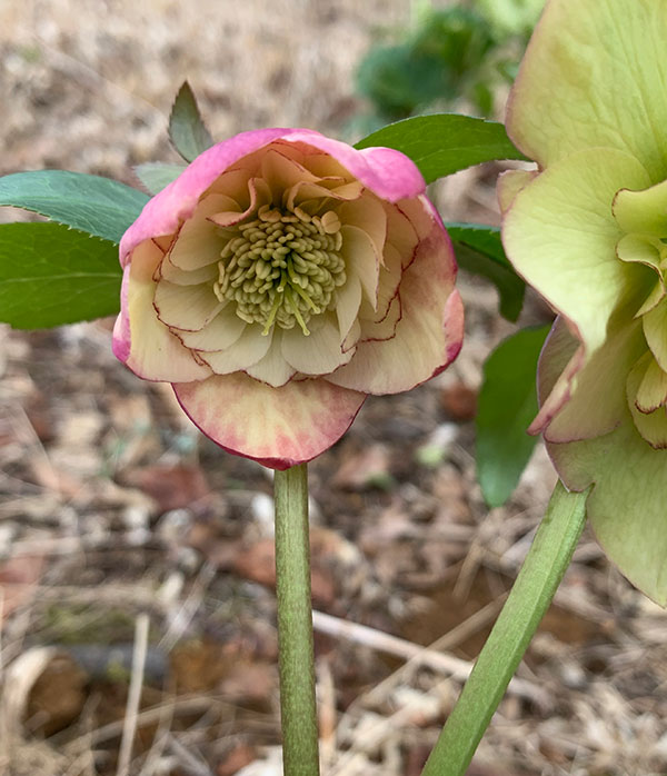 クリスマスローズ 苗 アプリコット（花の苗）｜苗 | 花、ガーデニング