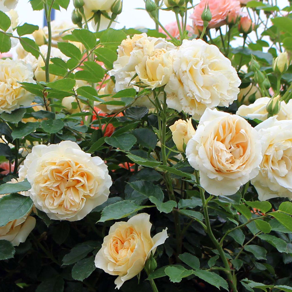 即発送可能】 バラの苗 わけあり特価 つるバラ：スプリング ドリーム5