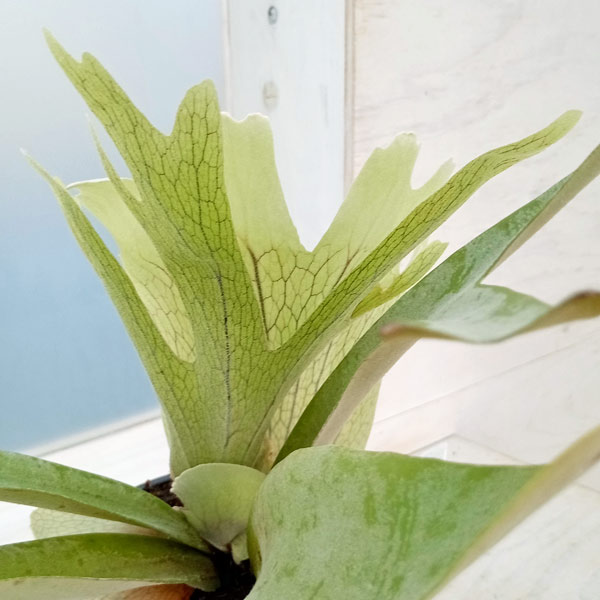 観葉植物 （わけあり特価）ビカクシダ（コウモリラン