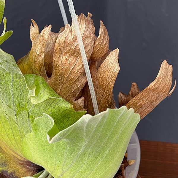 観葉植物 （わけあり特価）ビカクシダ（コウモリラン） ウィリンキー