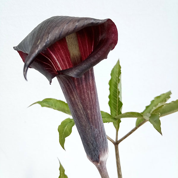 テンナンショウ 山野草のおすすめ人気商品一覧 通販 - Yahoo!ショッピング