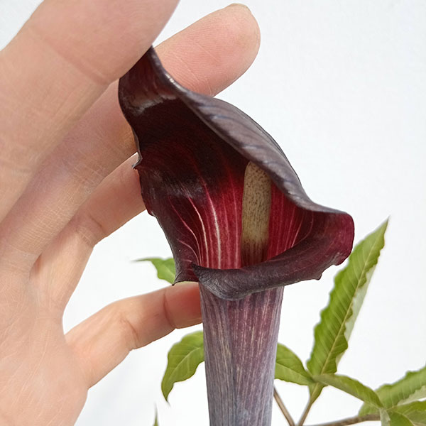 テンナンショウ 山野草のおすすめ人気商品一覧 通販 - Yahoo!ショッピング