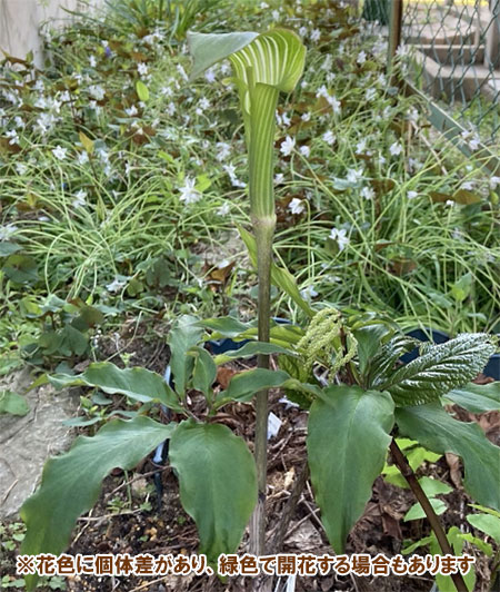 テンナンショウ 山野草のおすすめ人気商品一覧 通販 - Yahoo!ショッピング