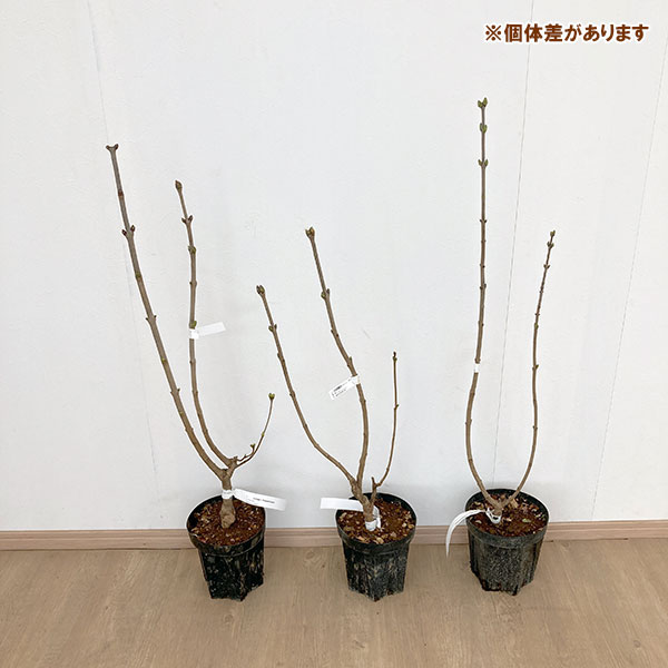 花木 庭木の苗/ライラック：バーチャルバイオレット6〜7号ポット｜engei｜03
