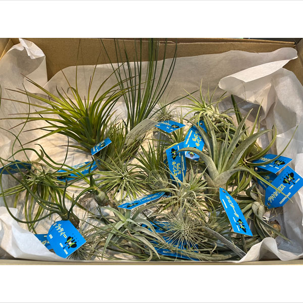 園芸ネット - エア プランツ｜Yahoo!ショッピング