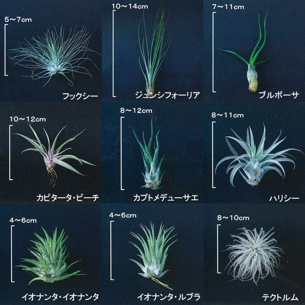 般*ん様 【まとめて特価】チランジア　20品種以上 観葉植物 チランジア（エアプランツ）Mサイズ アソート 20株セット