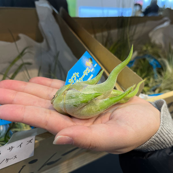 観葉植物 エアプランツ（チランジア） Sサイズ アソート 20株セット