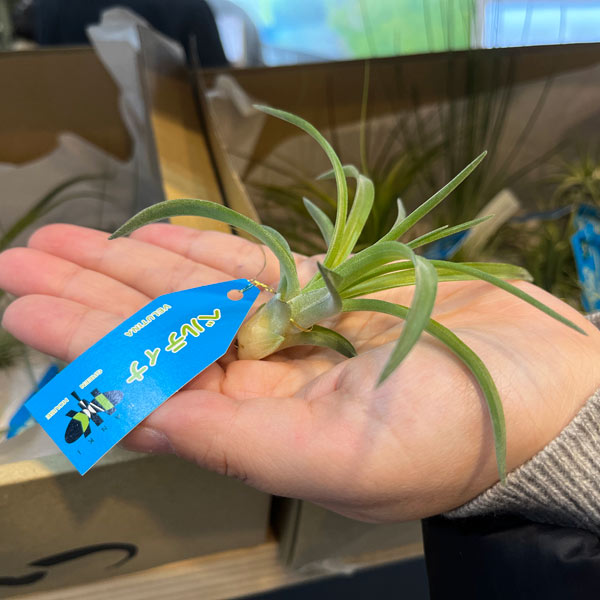 観葉植物 エアプランツ（チランジア） Sサイズ アソート 20株セット