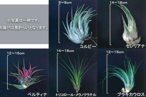 エアープランツ 10個　ご確認用です 観葉植物/チランジア（エアプランツ）Lサイズ アソート 10株