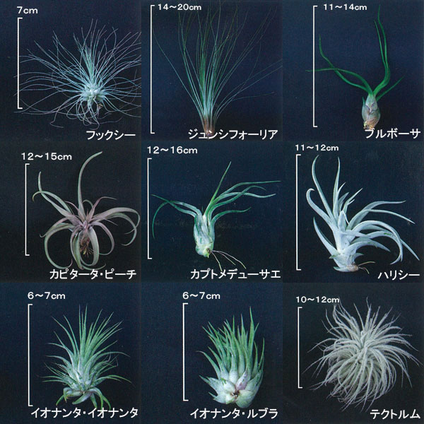 ✨5個set 【377】エディシアエ　エアプランツ　チランジア　レア品種 楽天市場】チランジア（キセログラフィカ：特大） 3Lサイズ 苗